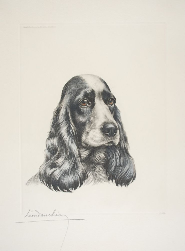 Aguafuerte Danchin - 23 Tête de Cocker femelle - Black and white Cocker Spaniel head (Original)