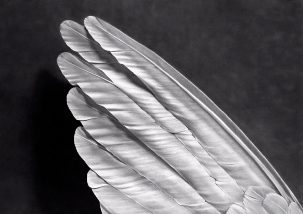 Múltiple Longo - Angel's Wing (Small Version)