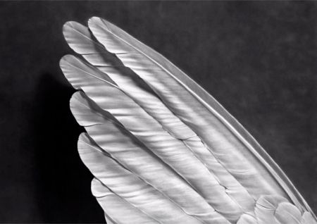 Múltiple Longo - Angel's Wing (Small Version)