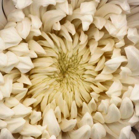 Fotografía Levine - Chrysanthemum