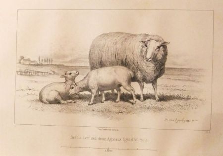 Libro Ilustrado Bonheur - Considérations sur les bêtes à laine au milieu de XIXe siècle, et notice sur la race de la charmoise