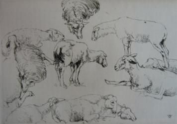 Grabado Vergé-Sarrat - Etudes de moutons / Studies of Sheep