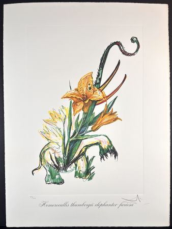 Grabado Dali - Florals Elephant Lily
