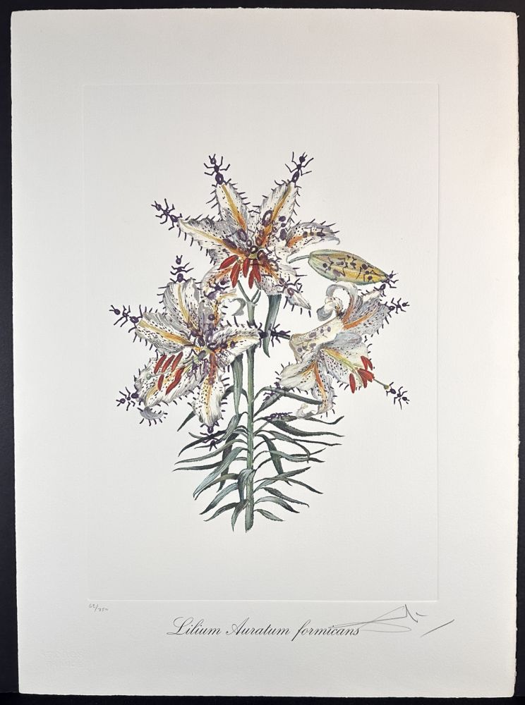 Grabado Dali - Florals Erotic Lily