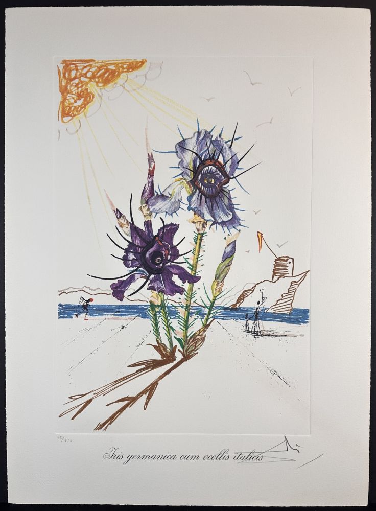 Grabado Dali - Florals Iris of Dali's Youth
