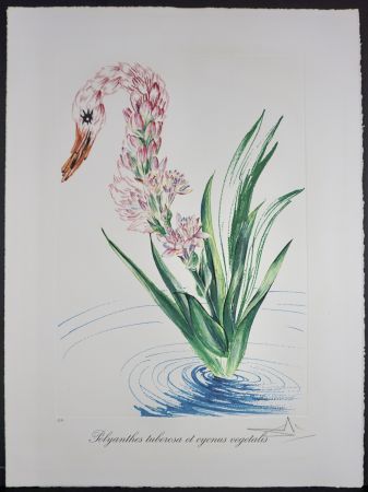 Litografía Dali - Florals Water-Hybiscus Swan