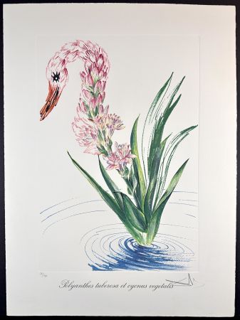 Grabado Dali - Florals Water-Hybiscus Swan