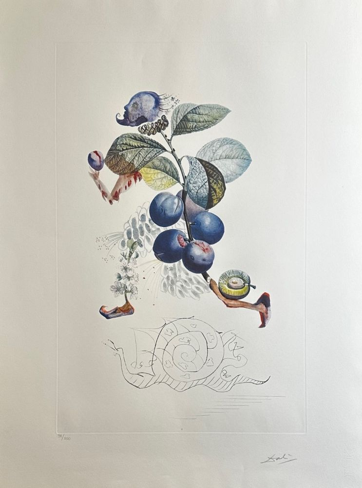 Grabado Dali - FlorDali/Les Fruits Plum