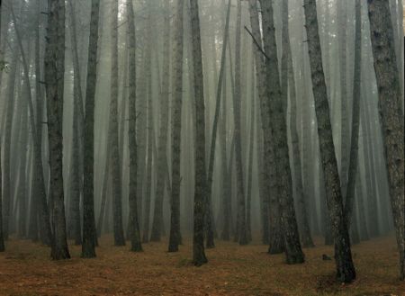 Fotografía Sitchinava - Fog in September 2