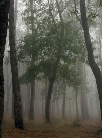 Fotografía Sitchinava - Fog in September 3