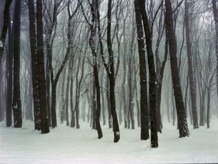 Fotografía Sitchinava - Forest. Winter