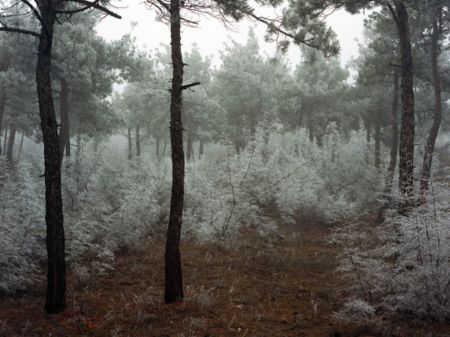 Fotografía Sitchinava - Forest. Winter 2