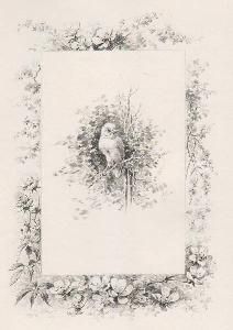 Libro Ilustrado Giacomelli - Histoire d'un merle blanc. Compositions de Hector Giacomelli gravées à l'eau-forte par L. Buisson.