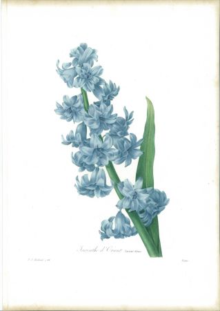 Aguafuerte Redouté - Jacinthe d'orient (variété bleue)