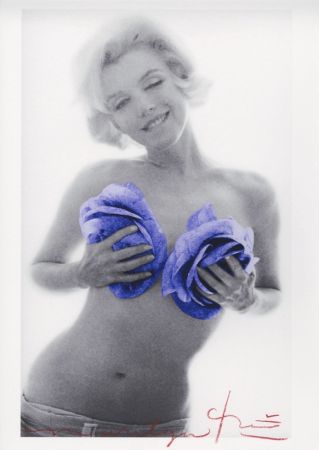 Múltiple Stern - Marilyn Monroe purple wink roses