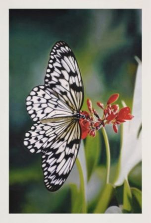 Múltiple Hirst - Paper Kite Butterfly on Oleander