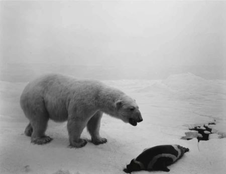 Litografía Sugimoto - Polar Bear