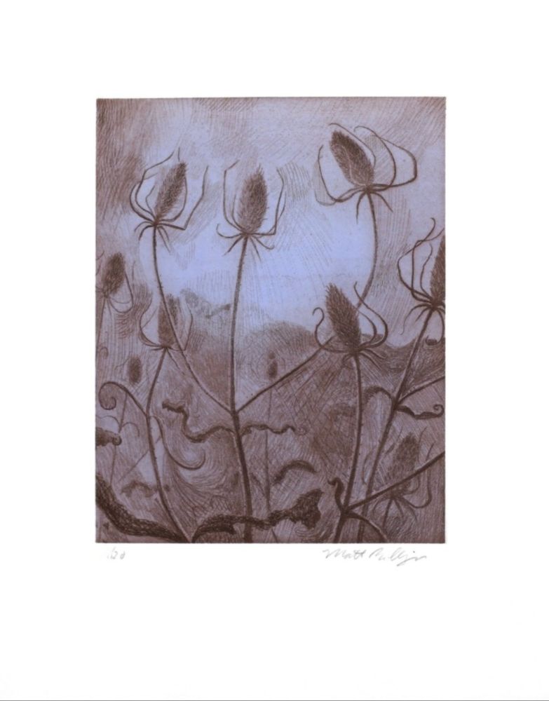 Grabado Bollinger - Spider's Teasel