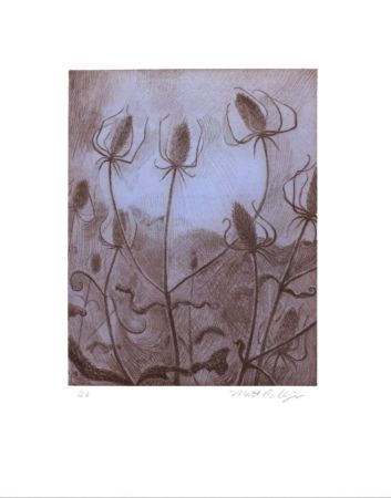 Grabado Bollinger - Spider's Teasel