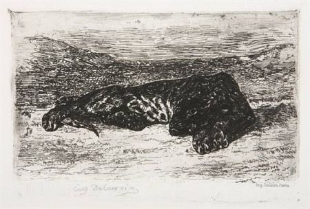 Grabado Delacroix - Tigre couché dans le désert