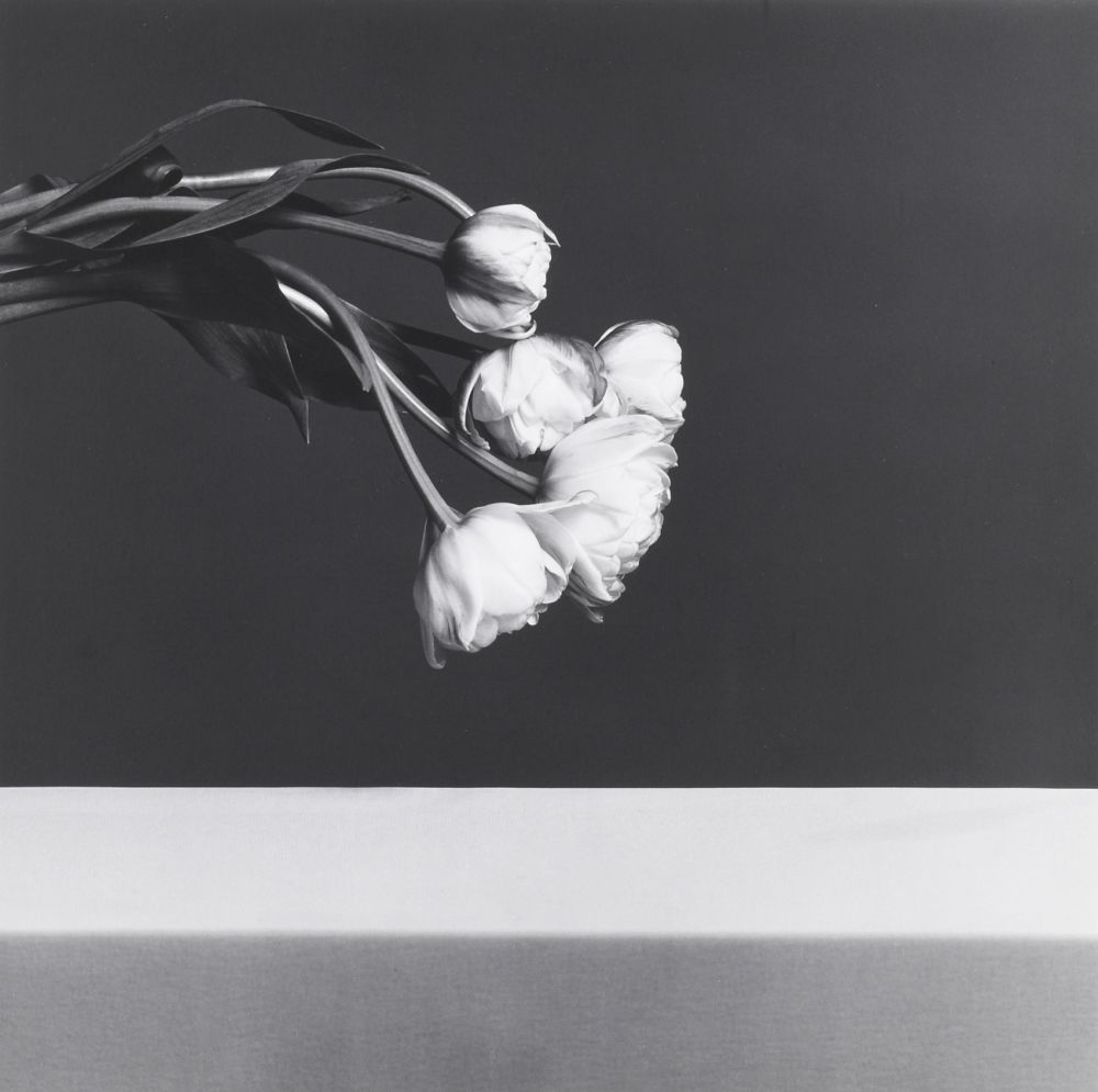 Fotografía Mapplethorpe - Tulips