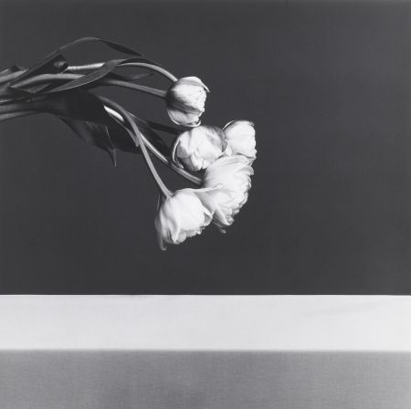 Fotografía Mapplethorpe - Tulips