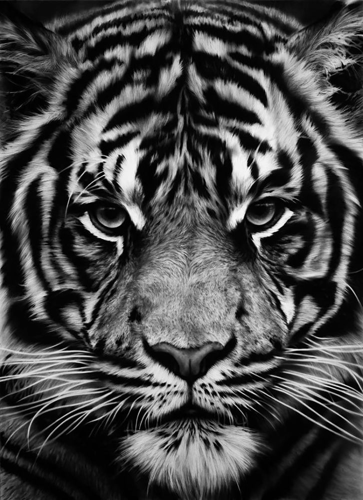 Serigrafía Longo - Untitled (Tiger)