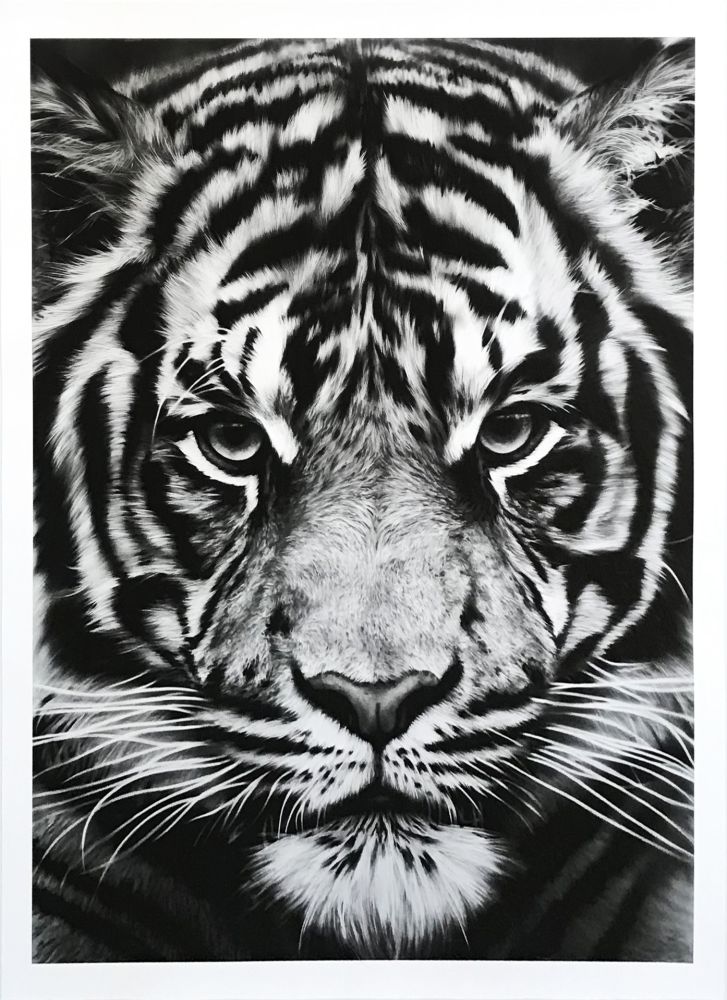 Sin Técnico Longo - Untitled (Tiger)