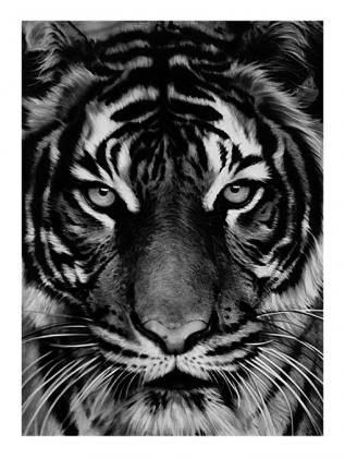 Litografía Longo - Untitled (Tiger)