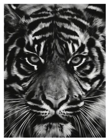 Serigrafía Longo - Untitled (Tiger head 2)