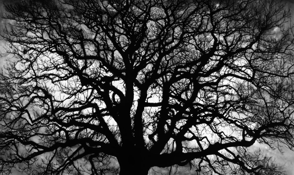 Múltiple Longo - Untitled (Tree)
