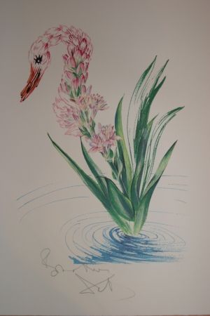 Litografía Dali - Water-Hybiscus Swan (surrealistic flowers)