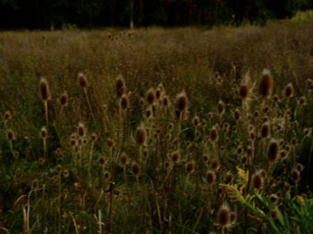 Múltiple Goldin - Wild Flowers