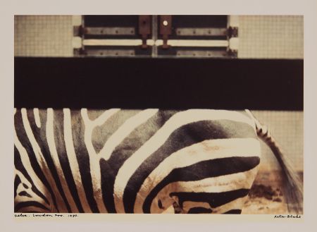 Fotografía Blake - Zebra, London Zoo