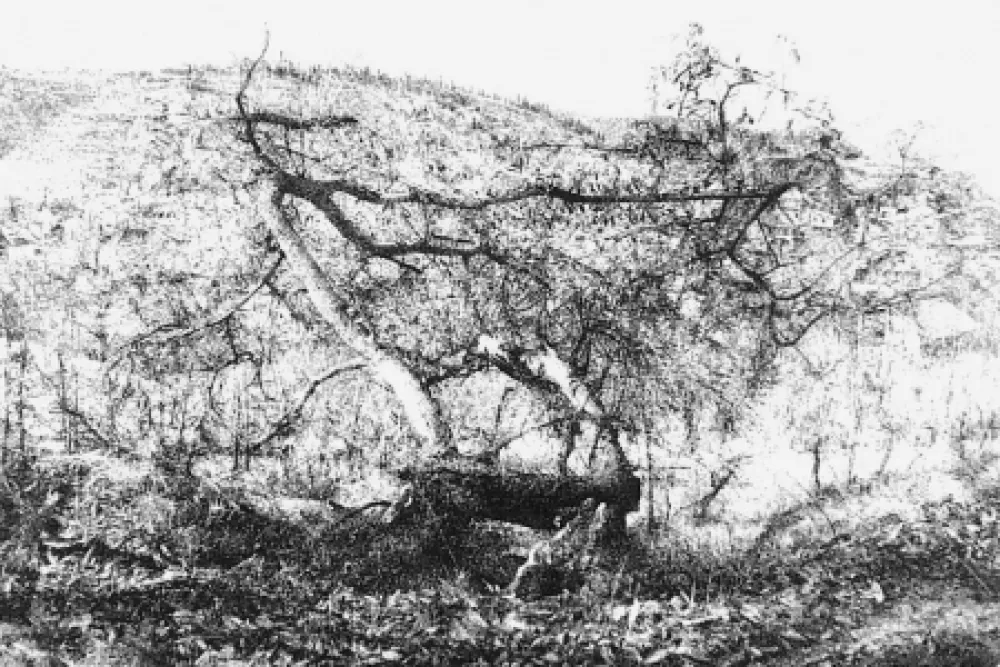 Aguafuerte Barbisan - Il castagno morto