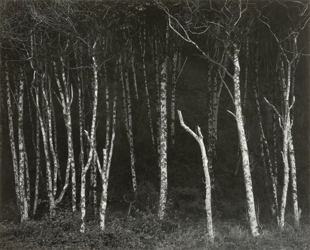 Fotografía Adams - Alders, Prairie Creek Beach, Northern California, um 1949.