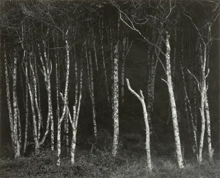 Fotografía Adams - Alders, Prairie Creek Beach, Northern California, um 1949.
