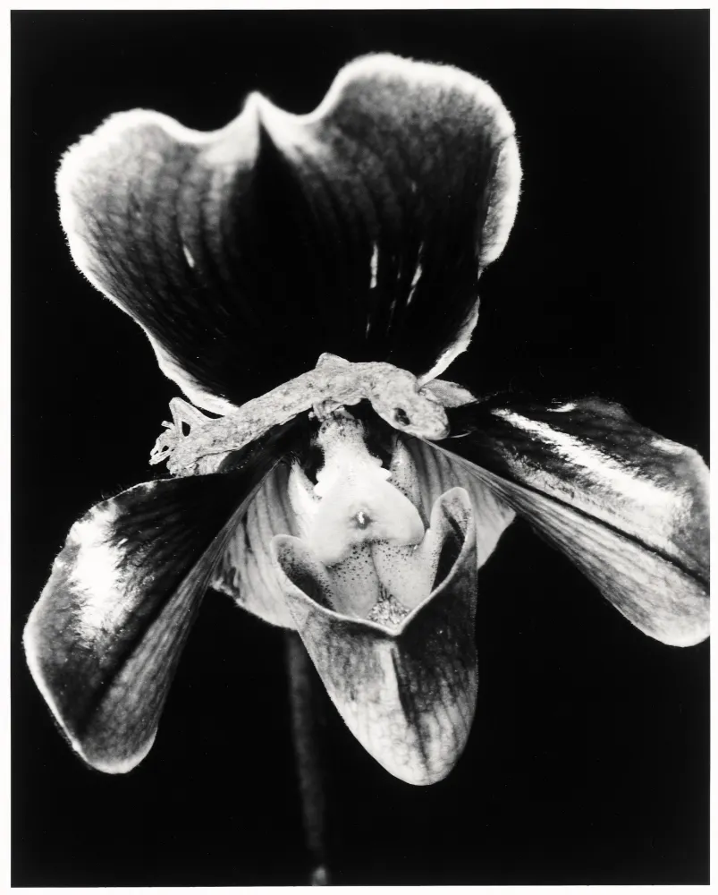 Múltiple Araki - Flower