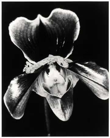 Múltiple Araki - Flower