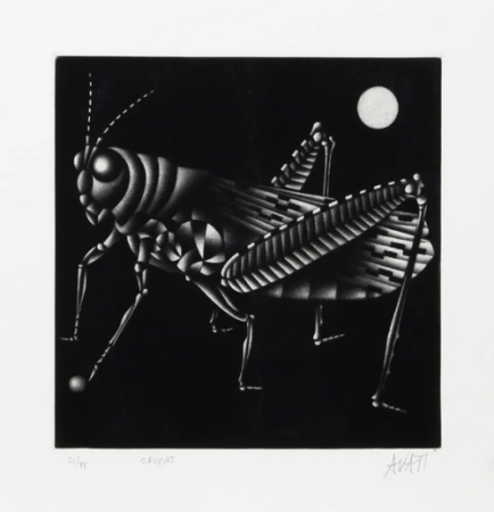 Manera Negra Avati - Criquet