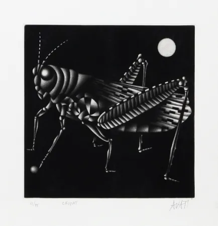 Manera Negra Avati - Criquet