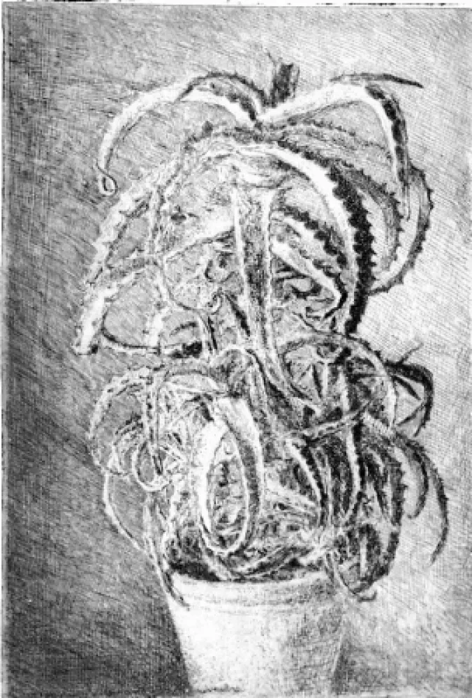 Aguafuerte Barbisan - Pianta grassa