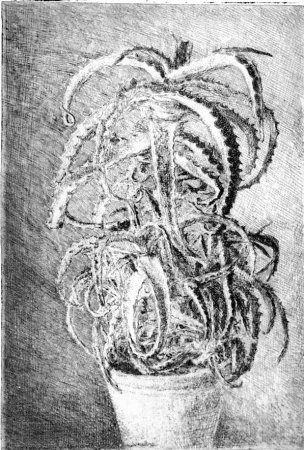 Aguafuerte Barbisan - Pianta grassa