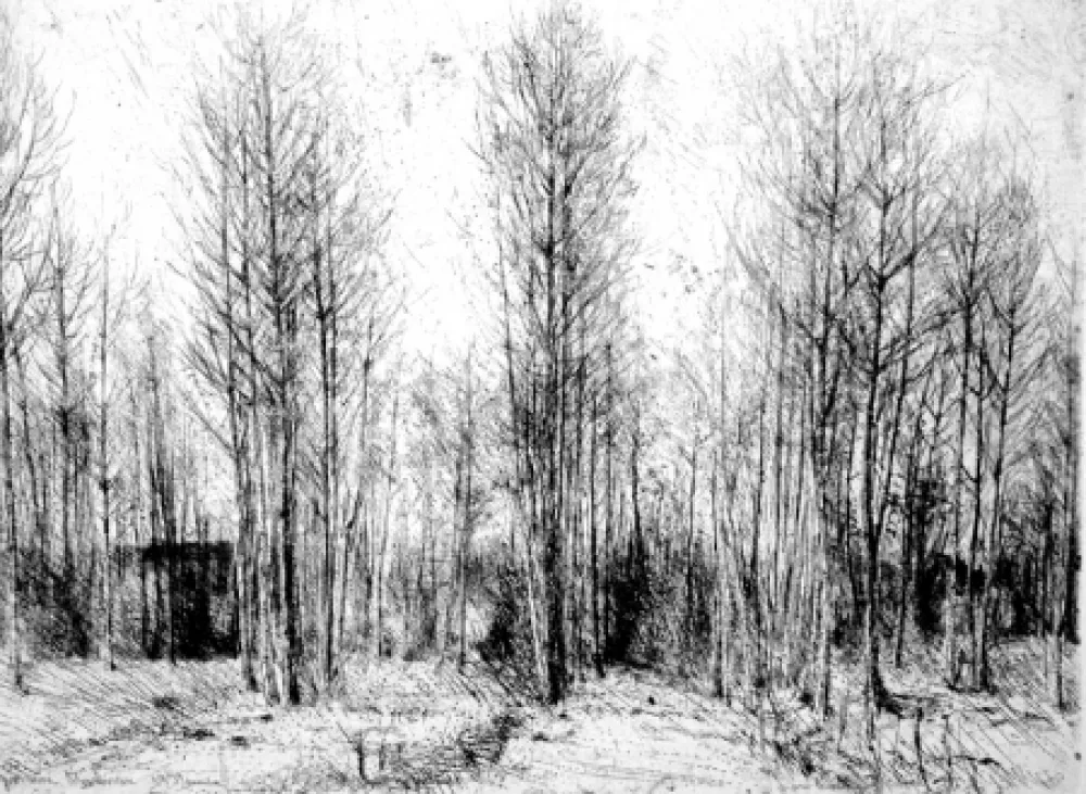 Aguafuerte Barbisan - Pioppi