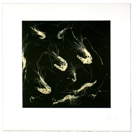 Aguatinta Barcelo - Crevette dans tous les états