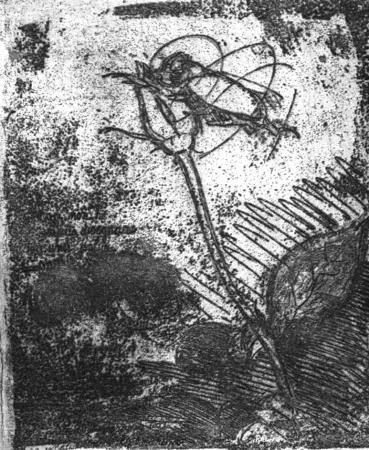 Aguafuerte Bartolini - La rosa