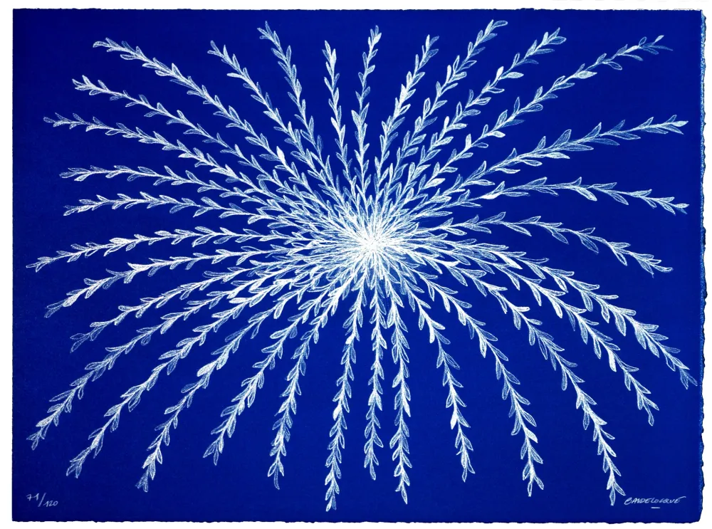 Litografía Baudelocque - Etoile végétale