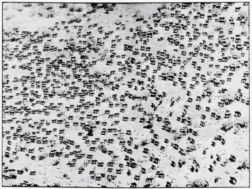 Fotografía Beard - 965 Elephants, 