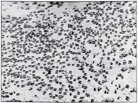 Fotografía Beard - 965 Elephants, 