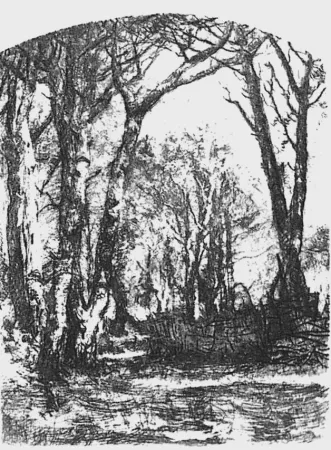 Aguafuerte Bianchi - Il bosco